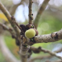 Ficus nymphaeifolia Mill.